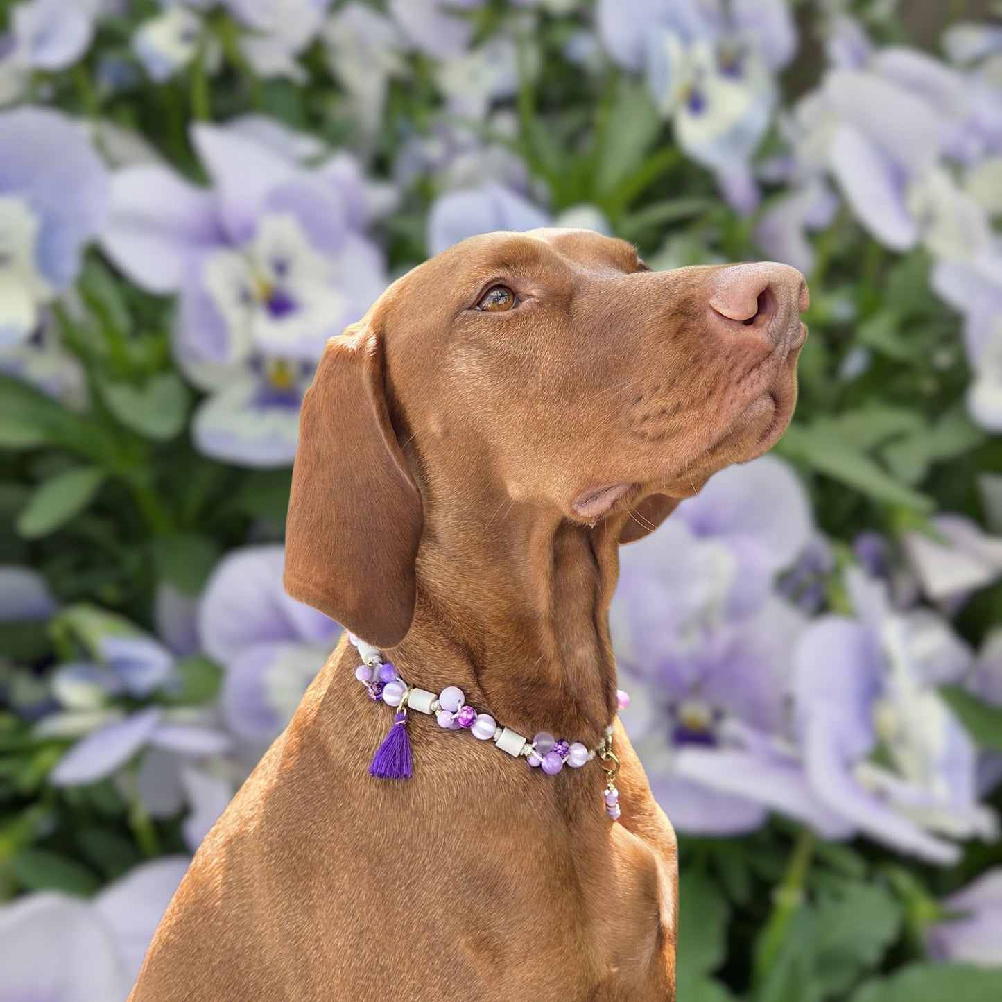 LivalaPip™ - Anti-tekenketting - Wild Violet